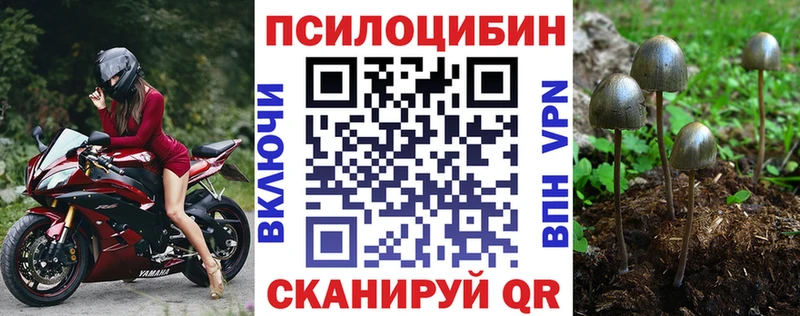 Купить закладки  Павловск  Псилоцибиновые грибы MAGIC MUSHROOMS 